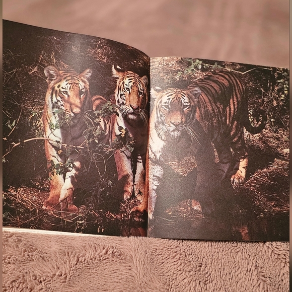 Animals in the Wild: Tiger by Mary Hoffman - Picture 4 of 4